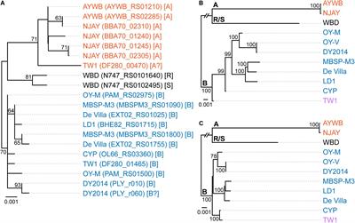 Species Boundaries and Molecular Markers for the Classification of 16SrI Phytoplasmas Inferred by Genome Analysis